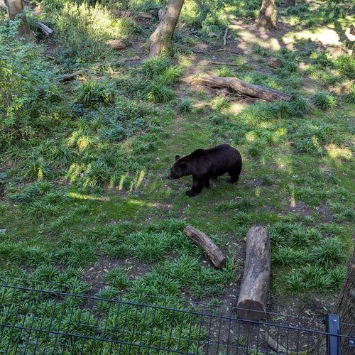 A bear seen from far away