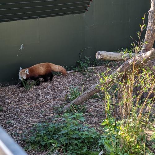 A red panda walking around it's enclosure