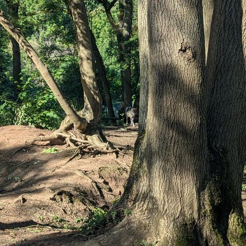 A bad picture of a wolf